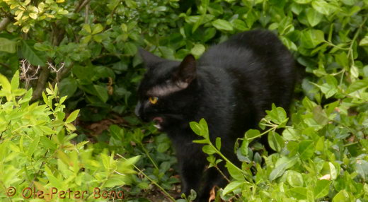 Sibirische Katzen Hela von der Gronau