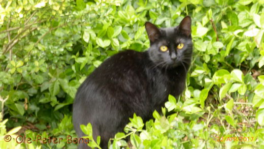 Sibirische Katzen Hetty von der Gronau