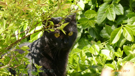 Sibirische Katzen Hetty von der Gronau