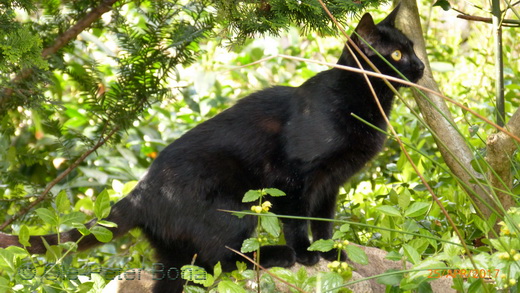 Sibirische Katzen Hetty von der Gronau