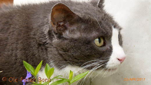 Sibirische Katzen Floris von der Gronau