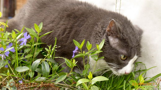 Sibirische Katzen Katrinchen von der Gronau