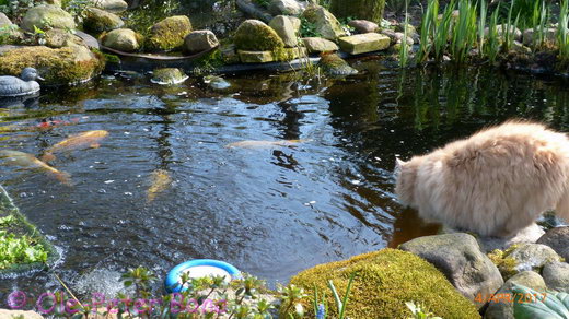 Sibirische Katzen Katrinchen von der Gronau