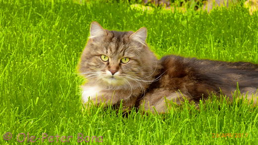 Sibirische KatzenSpirit of New Heaven´s Dana
