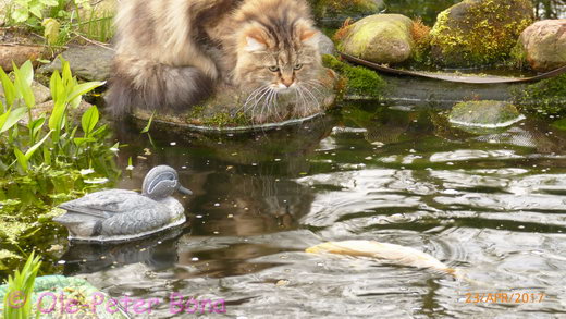 Sibirische Katzen Fadejew vom Schloßpavillonu