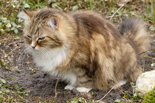 Sibirische Katzen Fadejew vom Schloßpavillon