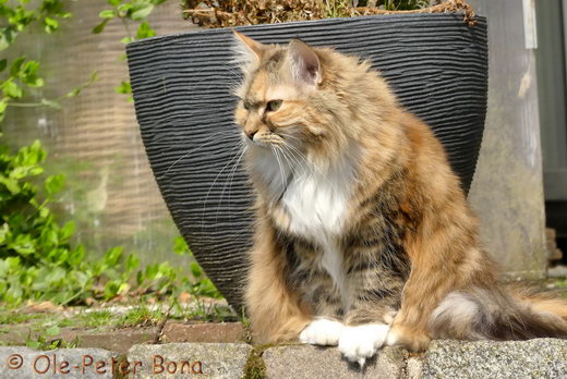 Sibirische Katzen Gwenja von der Gronau