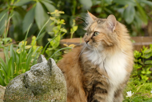 Sibirische Katzen Gwenja von der Gronau