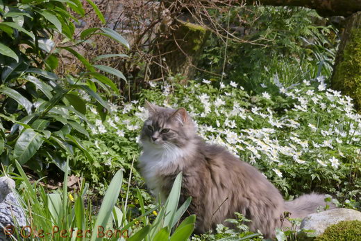 Sibirische Katzen Hetty von der Gronau