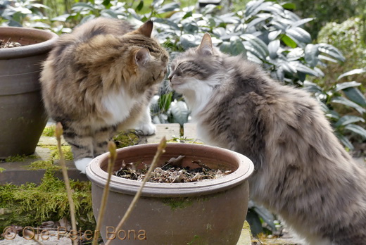 Sibirische Katzen Fadejew vom Schlo0pavillon und Hetty von der Gronau