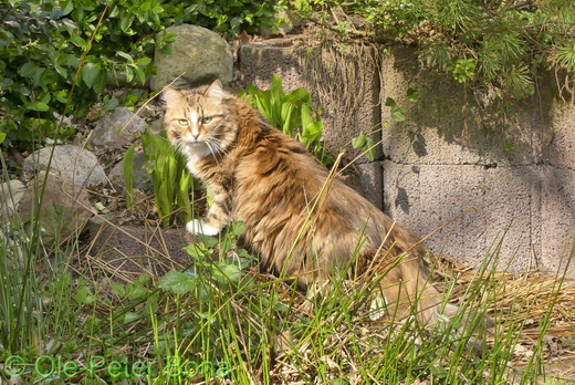 Sibirische Katzen Jule von der Gronau