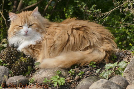 Sibirische Katzen Katrinchen von der Gronau