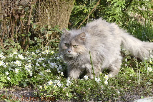 Sibirische Katzen Yanisha von der Gronau