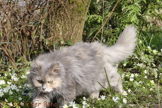 Sibirische Katzen Yanisha von der Gronau