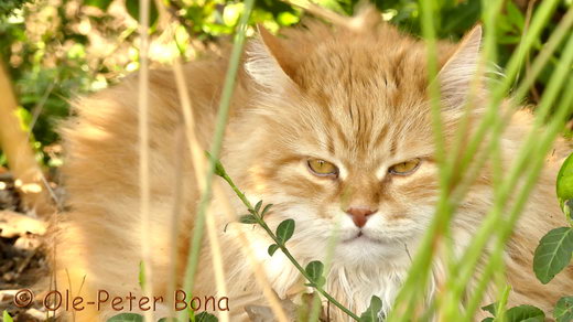 Sibirische Katzen Zaimka Avos