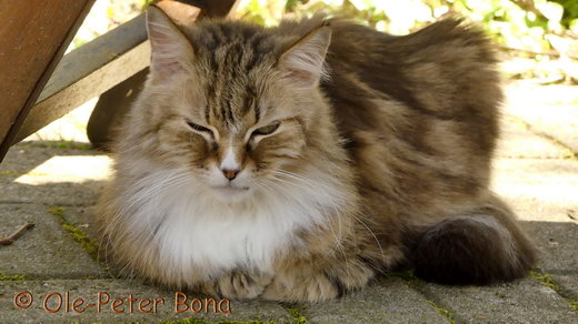 Sibirische Katzen Fadejew vom Schloßpavillon