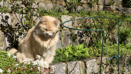 Sibirische Katzen Floris von der Gronau