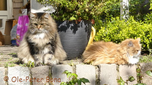 Sibirische Katzen Max von der Gronau und Katrinchen von der Gronau