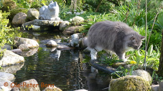 Sibirische Katzen Moritz