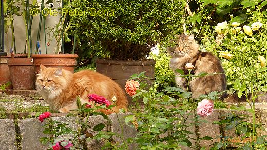 Sibirische Katzen Zaimka Avos und Max von der Gronau