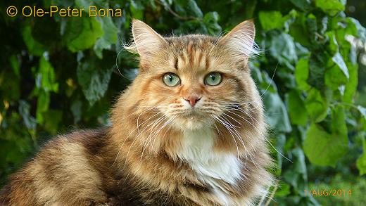 Sibirische Katzen Spirit of New Heaven´s Dana