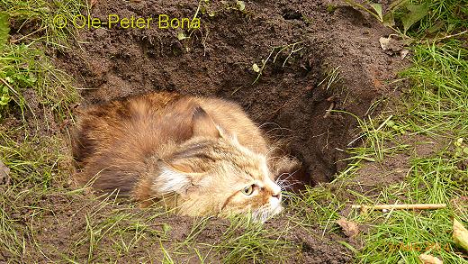 Sibirische Katzen Fadejew vom Schloßpavillon