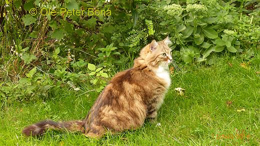 Sibirische Katzen Fadejew vom Schloßpavillon