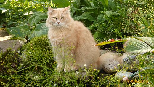 Sibirische Katze Floris von der Gronau