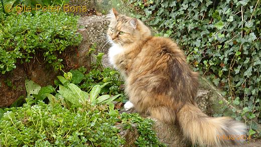 Sibirische Katzen Gwenja von der Gronau