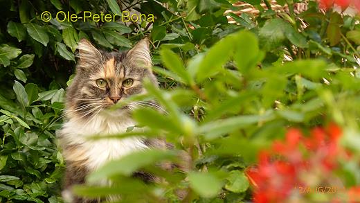 Sibirische Katze Hela von der Gronau