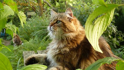 Sibirische Katzen Moritz von der Gronau