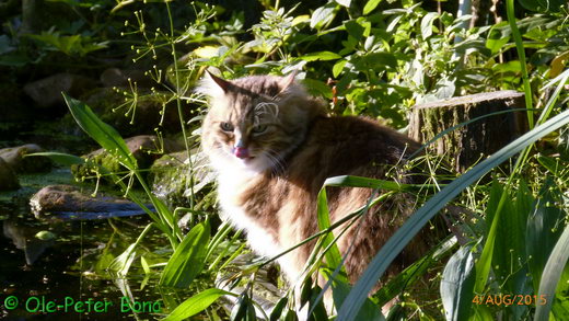 Sibirische Katzen Fadejew vom Schloßpavillon