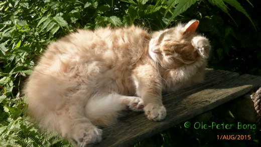  Sibirische Katzen Floris von der Gronau