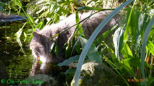 Sibirische Katzen Hetty von der Gronau