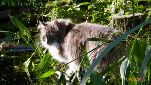 Hetty von der Gronau sibirische katze