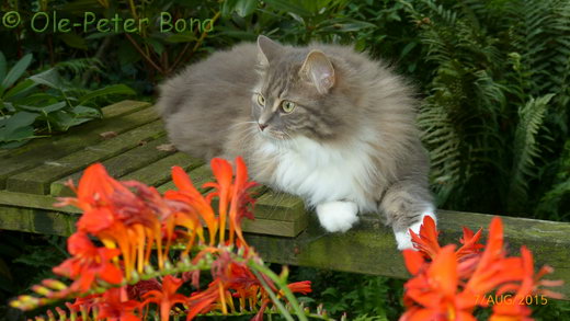 Sibirische Katzen Hetty von der Gronau