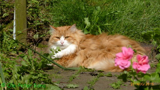 Sibirische Katzen Katrinchen von der Gronau