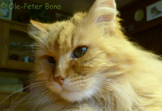 Sibirische Katzen Sandokhan von der Gronau