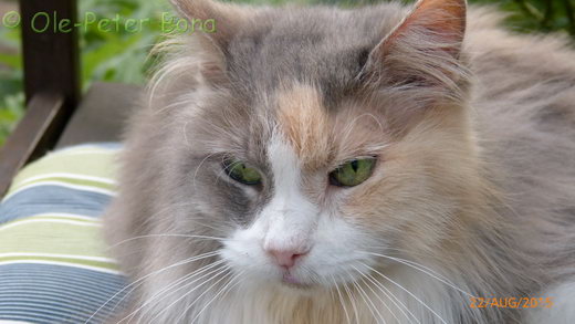 Sibirische Katzen Max von der Gronau