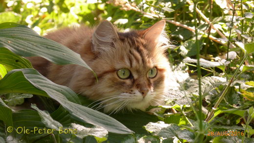 Sibirische Katzen Yanisha von der Gronau