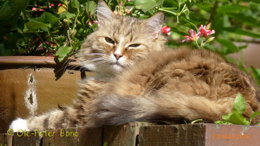 Sibirische Katzen Fadejew vom Schloßpavillon