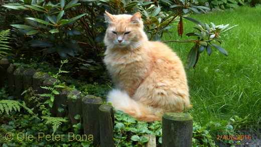 Sibirische Katzen Floris von der Gronau