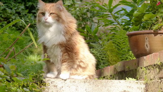 Sibirische Katzen Katrinchen von der Gronau