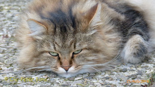 Sibirische Katzen Yanisha von der Gronau