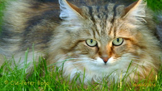 Sibirische Katzen Yanisha von der Gronau