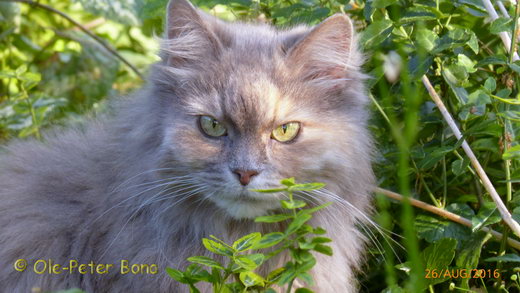 Sibirische Katzen Yanisha von der Gronau