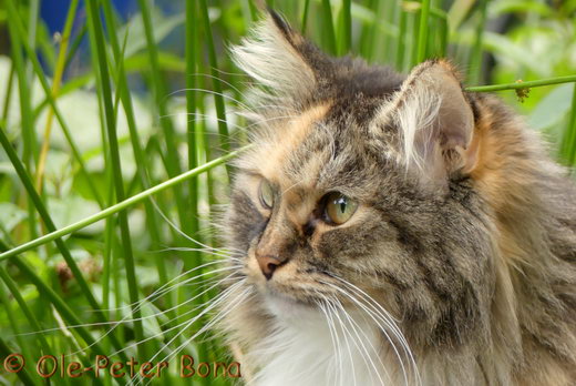 Sibirische Katzen Hela von der Gronau