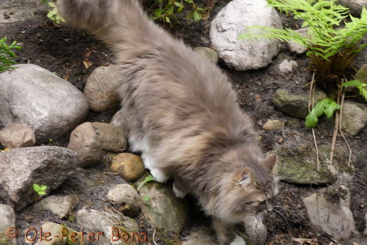 Sibirische Katzen Hetty von der Gronau