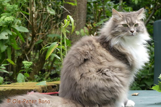 Sibirische Katzen Hetty von der Gronau