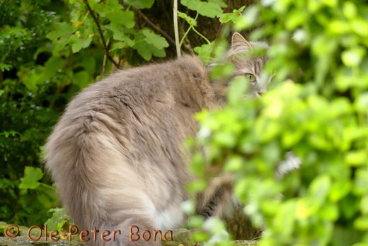 Sibirische Katzen Hetty von der Gronau